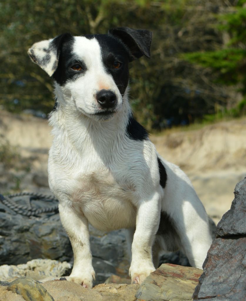 Les Jack Russell Terrier de l'affixe Du Clos Des Loutres