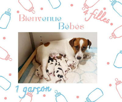 Du Clos Des Loutres - Jack Russell Terrier - Portée née le 11/03/2024