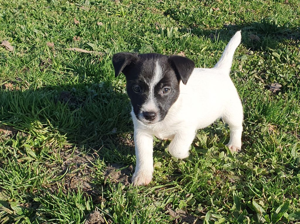 Du Clos Des Loutres - Chiot disponible  - Jack Russell Terrier