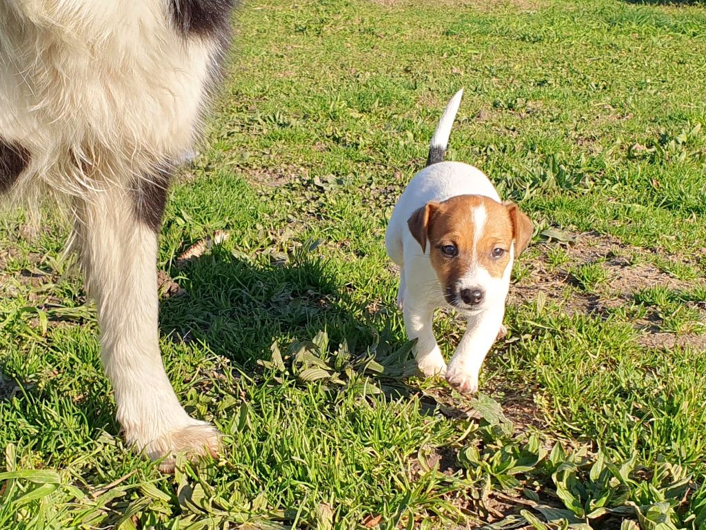 Du Clos Des Loutres - Chiot disponible  - Jack Russell Terrier