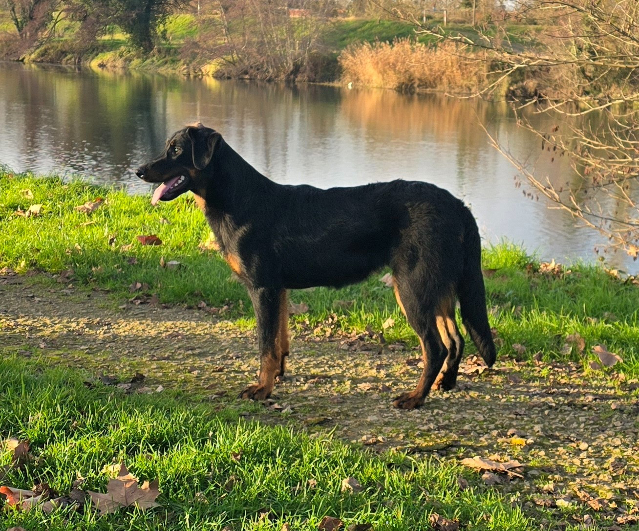 Arynn des Bas Rouges de Madame