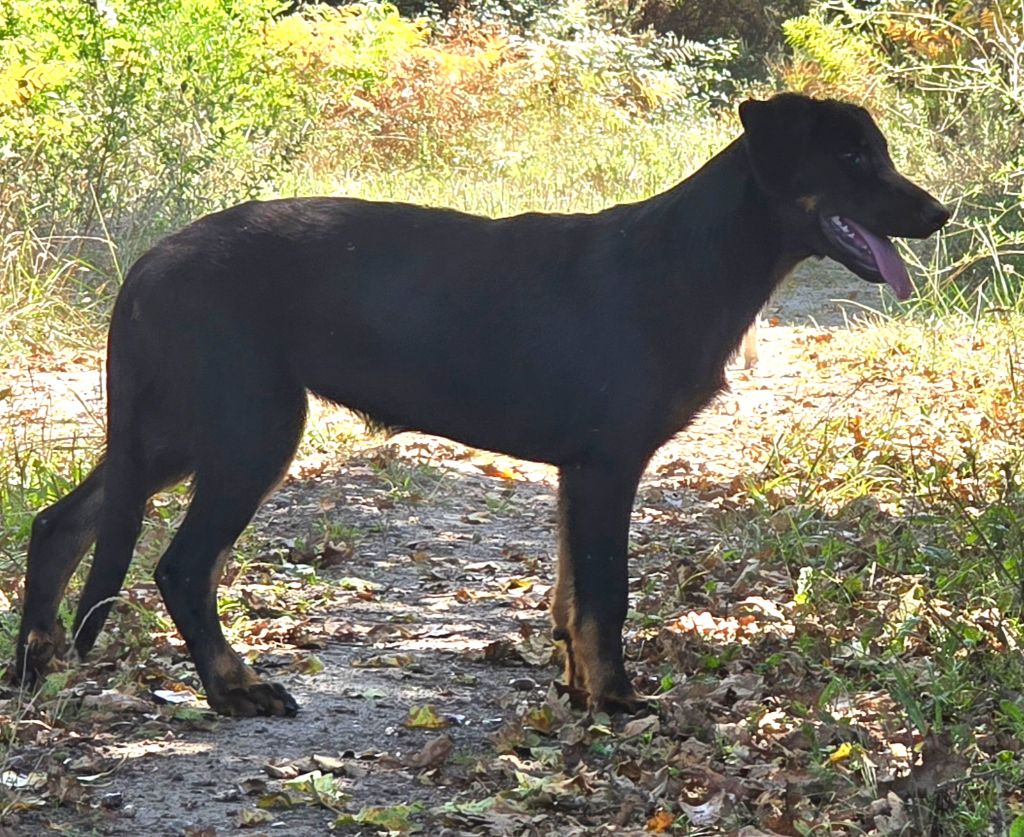 Arynn des Bas Rouges de Madame