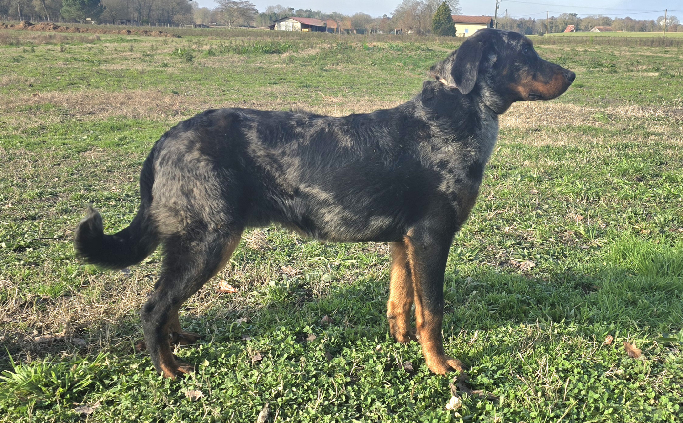 Alvin Du Clos Des Loutres