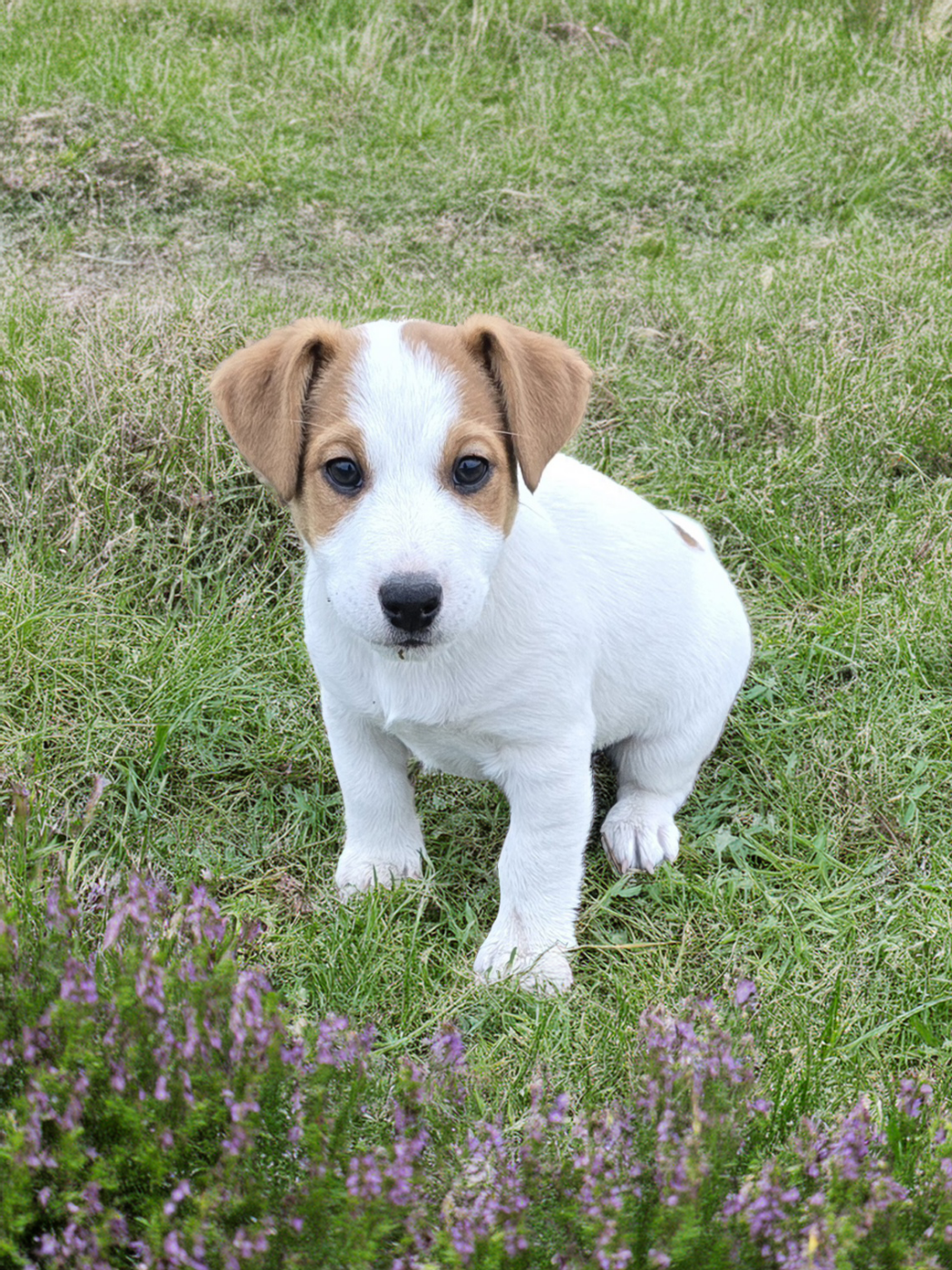 Dernier chiot disponible !!