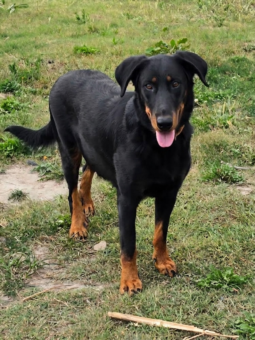 Bientôt des bébés Beauceron à l'élevage 😁