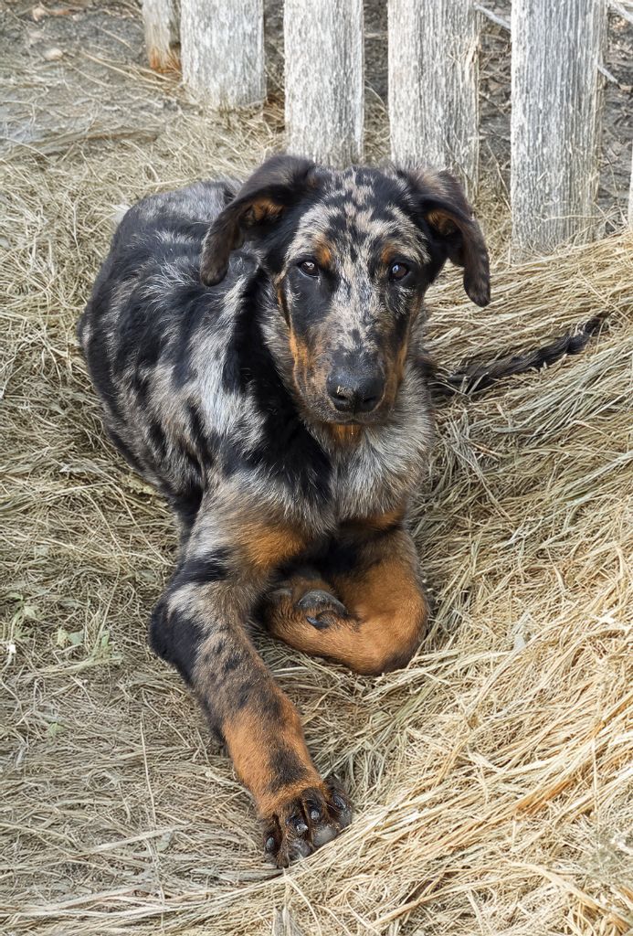Du Clos Des Loutres - Chiots disponibles - Berger de Beauce
