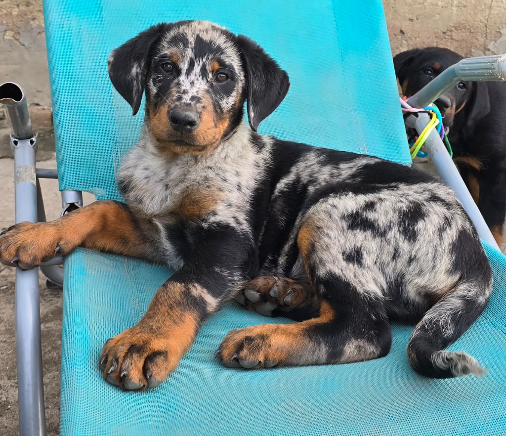 Du Clos Des Loutres - Chiots disponibles - Berger de Beauce