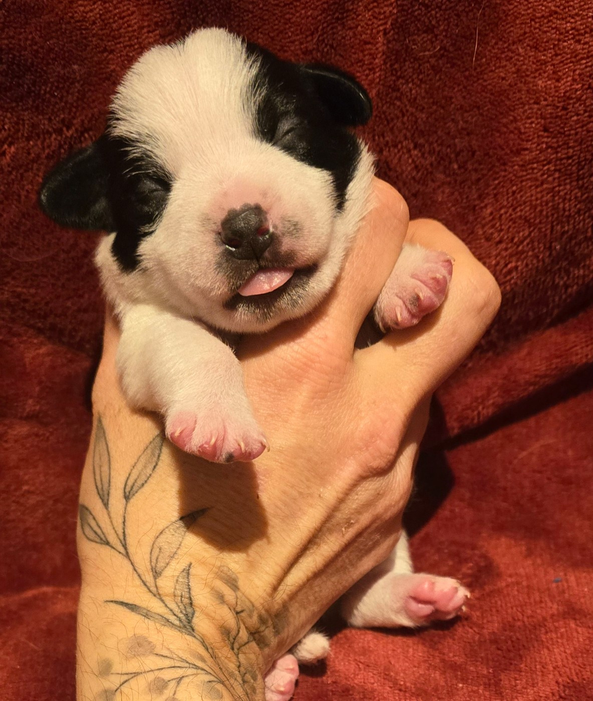 Du Clos Des Loutres - Chiots disponibles - Jack Russell Terrier