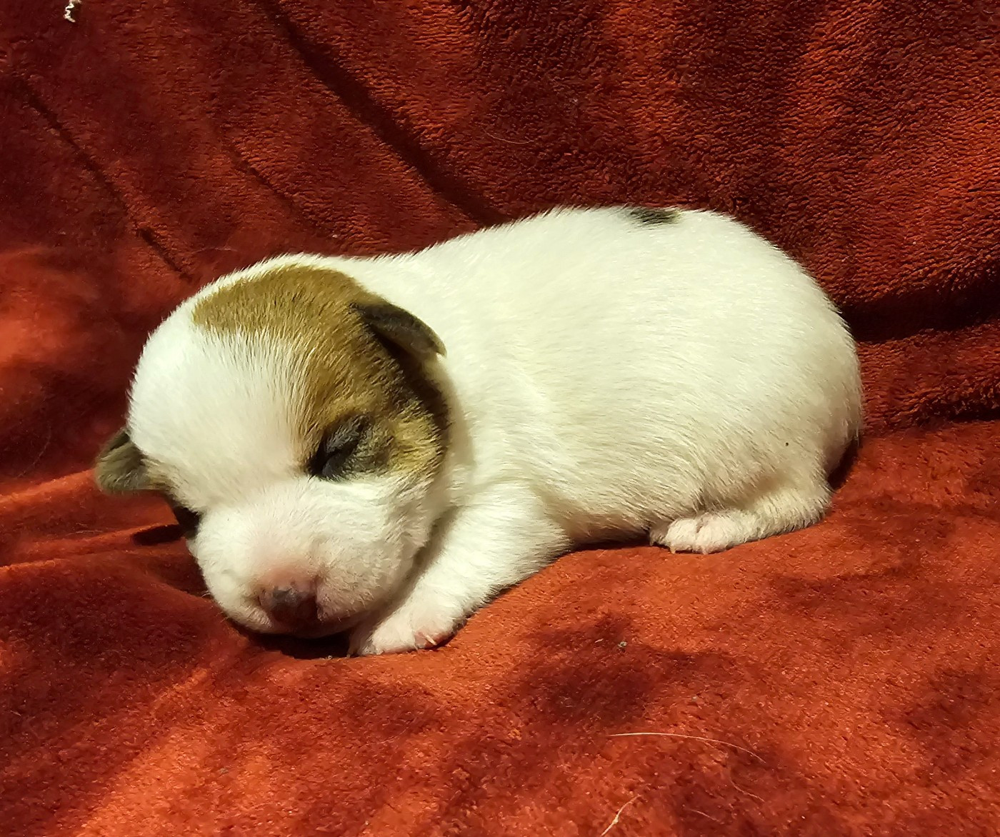 Du Clos Des Loutres - Chiots disponibles - Jack Russell Terrier