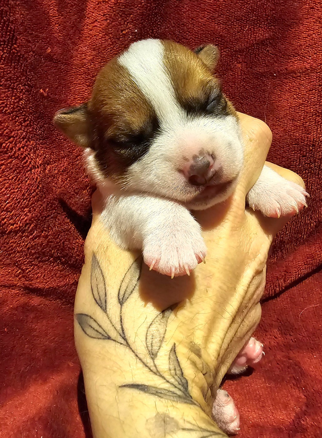 Du Clos Des Loutres - Chiots disponibles - Jack Russell Terrier