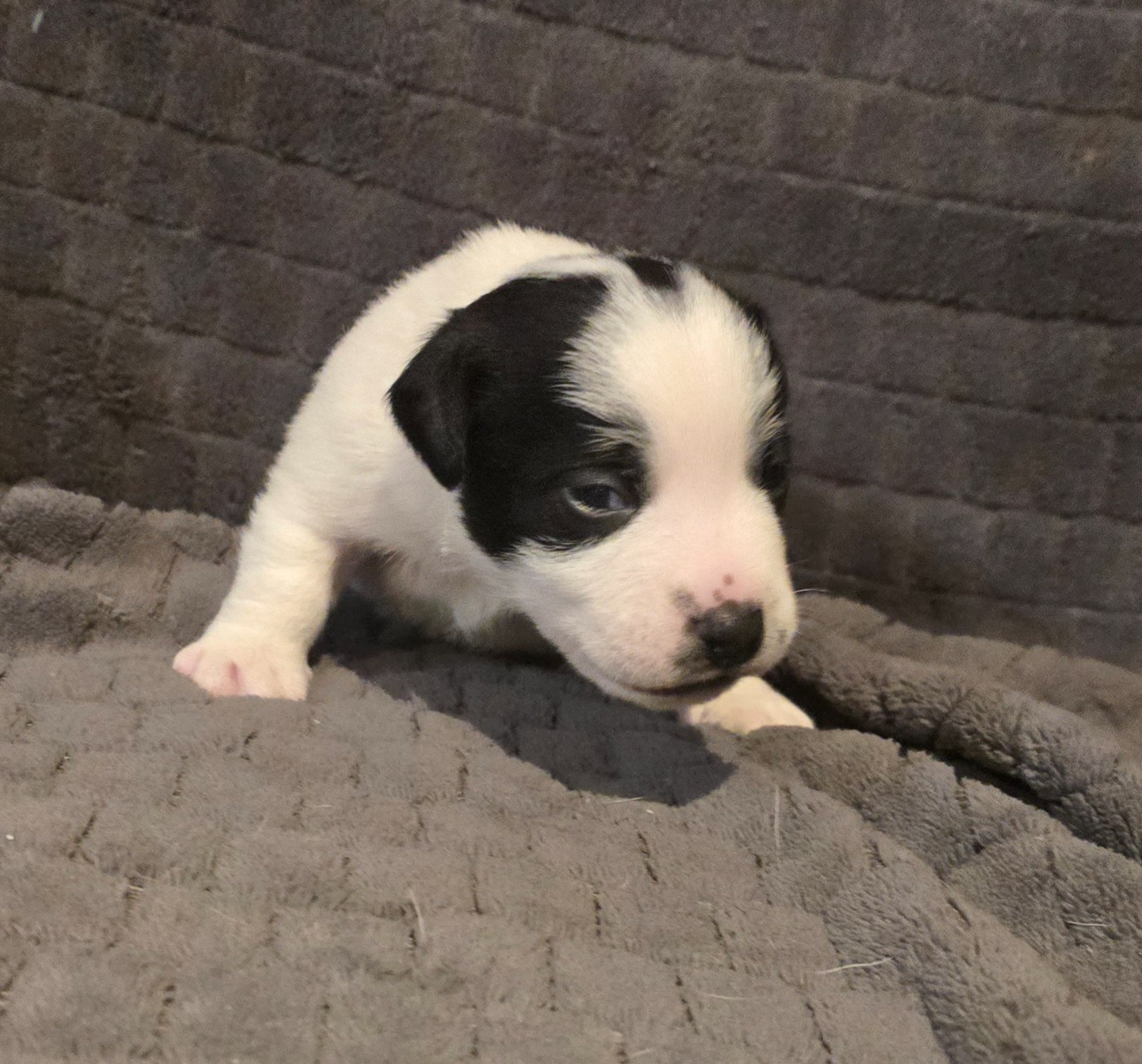 Du Clos Des Loutres - Chiots disponibles - Jack Russell Terrier