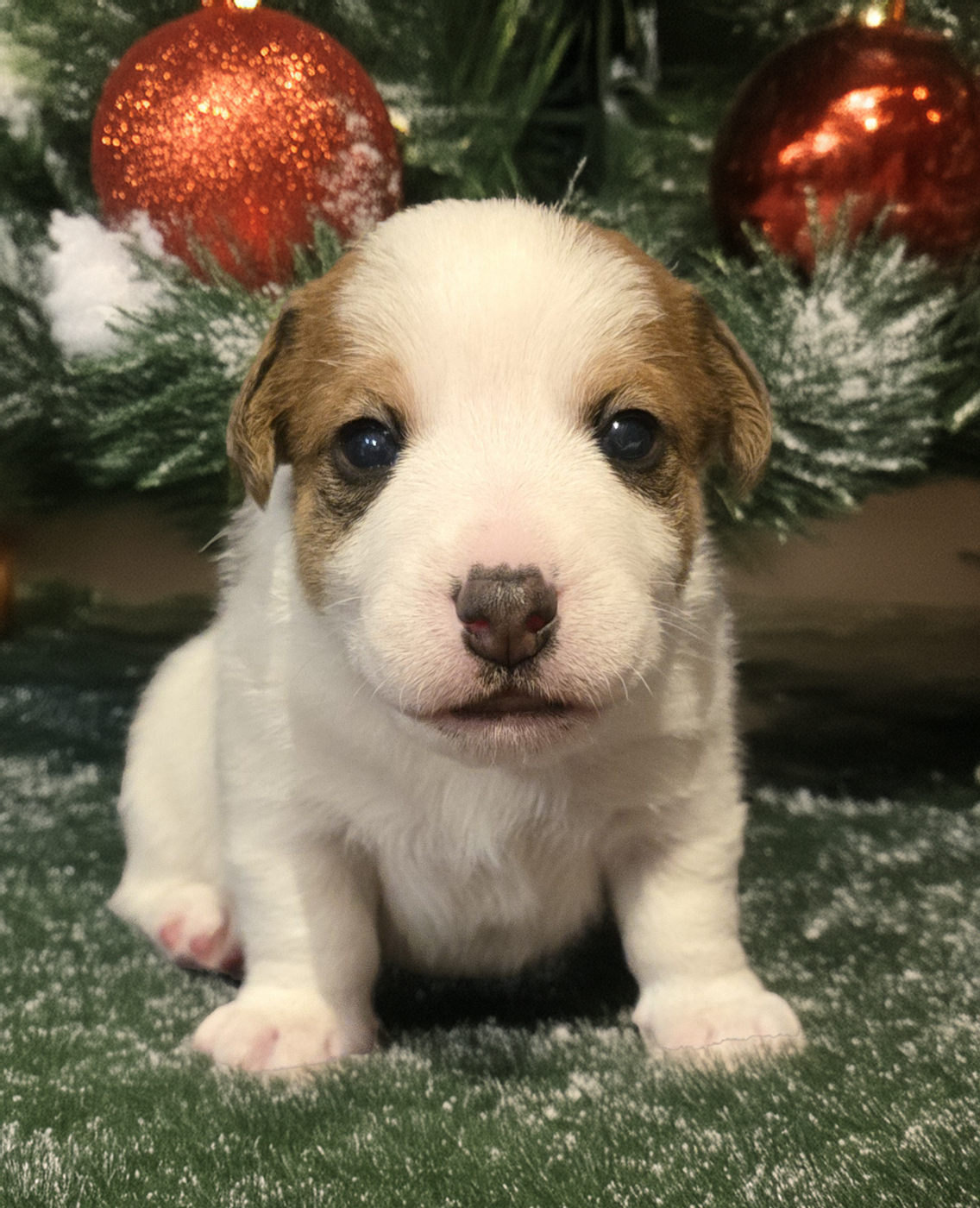 Du Clos Des Loutres - Chiots disponibles - Jack Russell Terrier