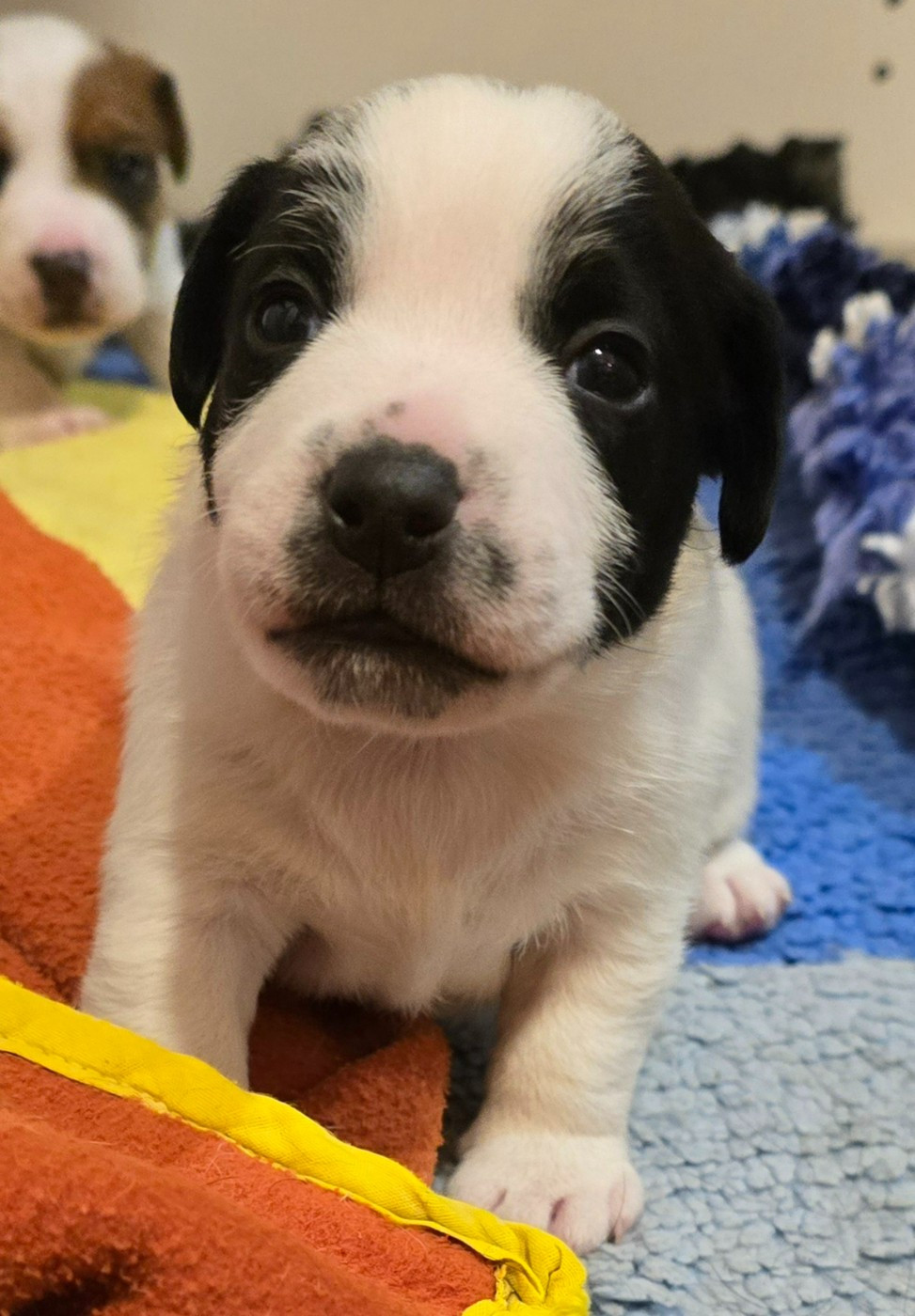 Du Clos Des Loutres - Chiots disponibles - Jack Russell Terrier