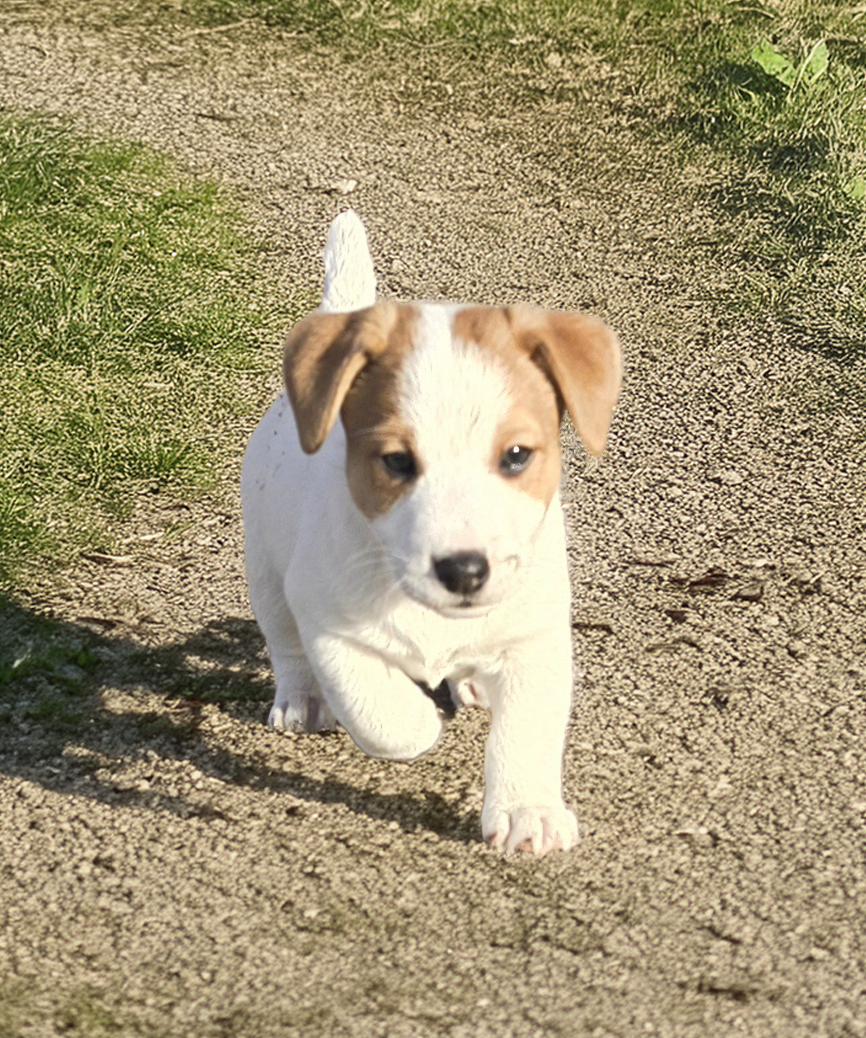 Du Clos Des Loutres - Chiots disponibles - Jack Russell Terrier