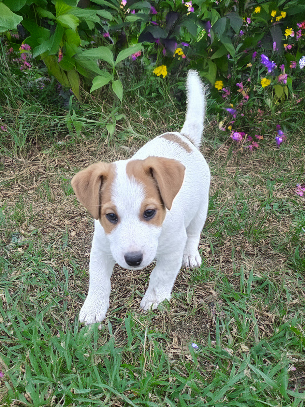 Du Clos Des Loutres - Chiots disponibles - Jack Russell Terrier