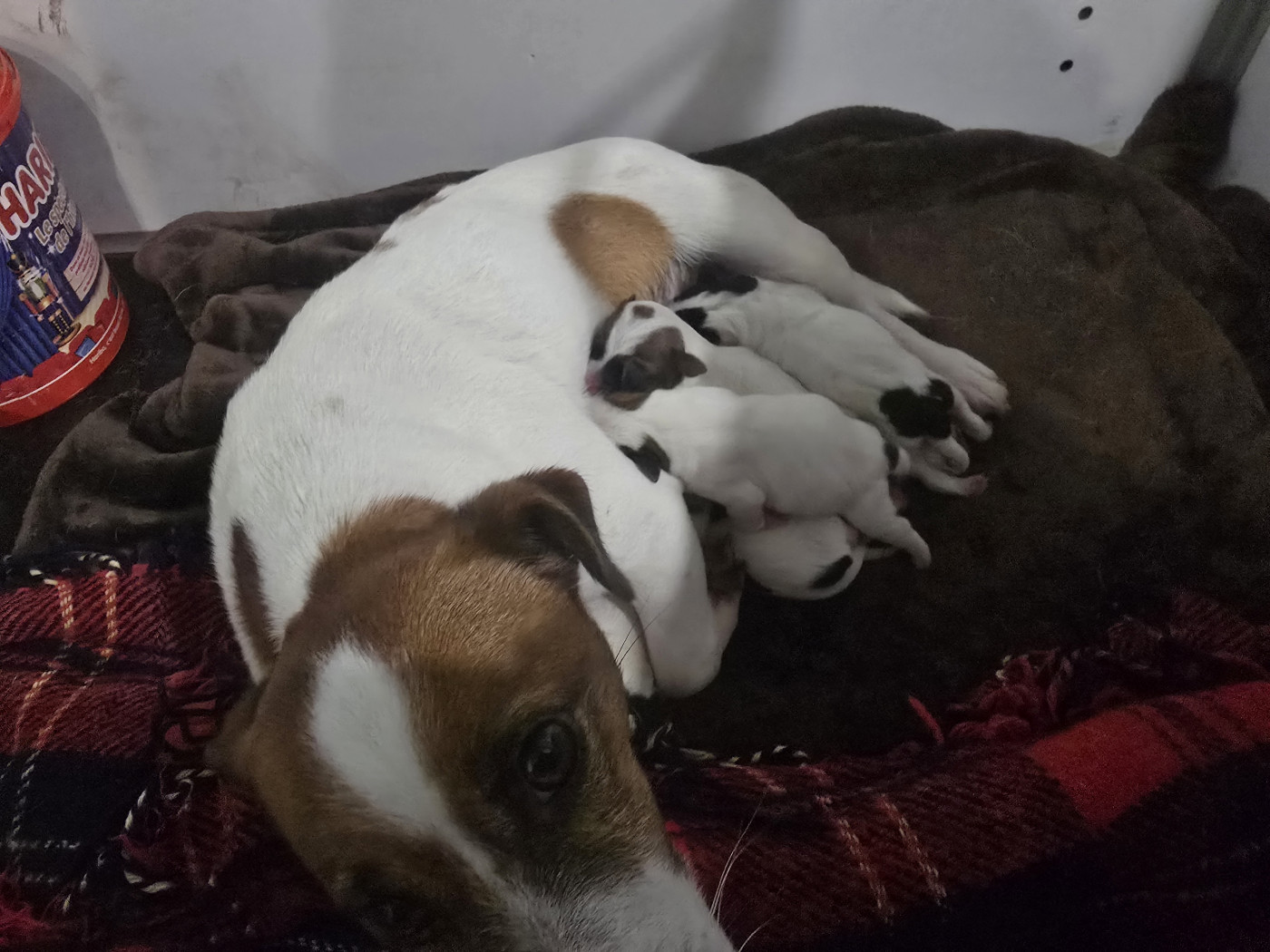 Chiot Jack Russell Terrier Du Clos Des Loutres