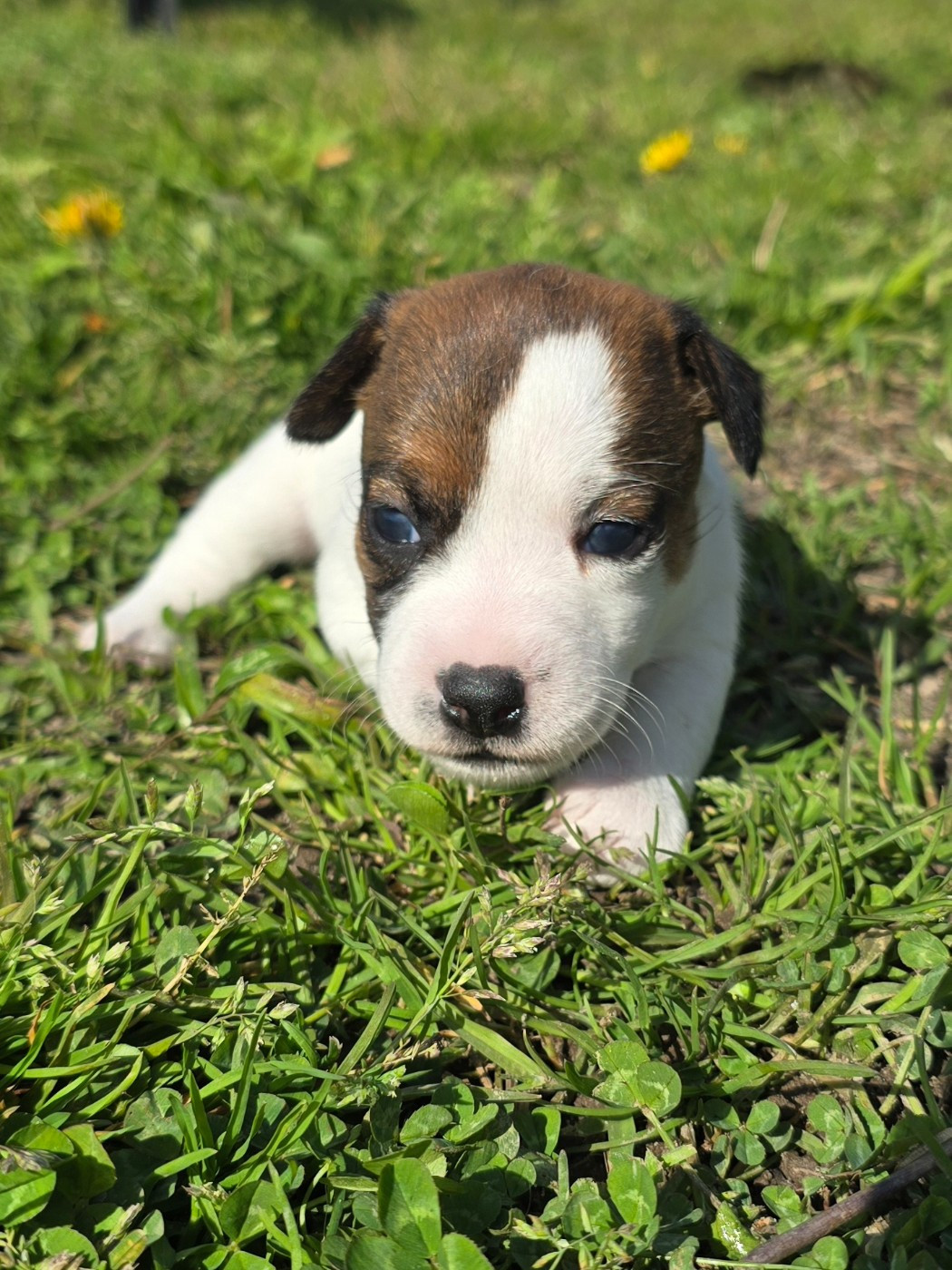 Du Clos Des Loutres - Chiots disponibles - Jack Russell Terrier