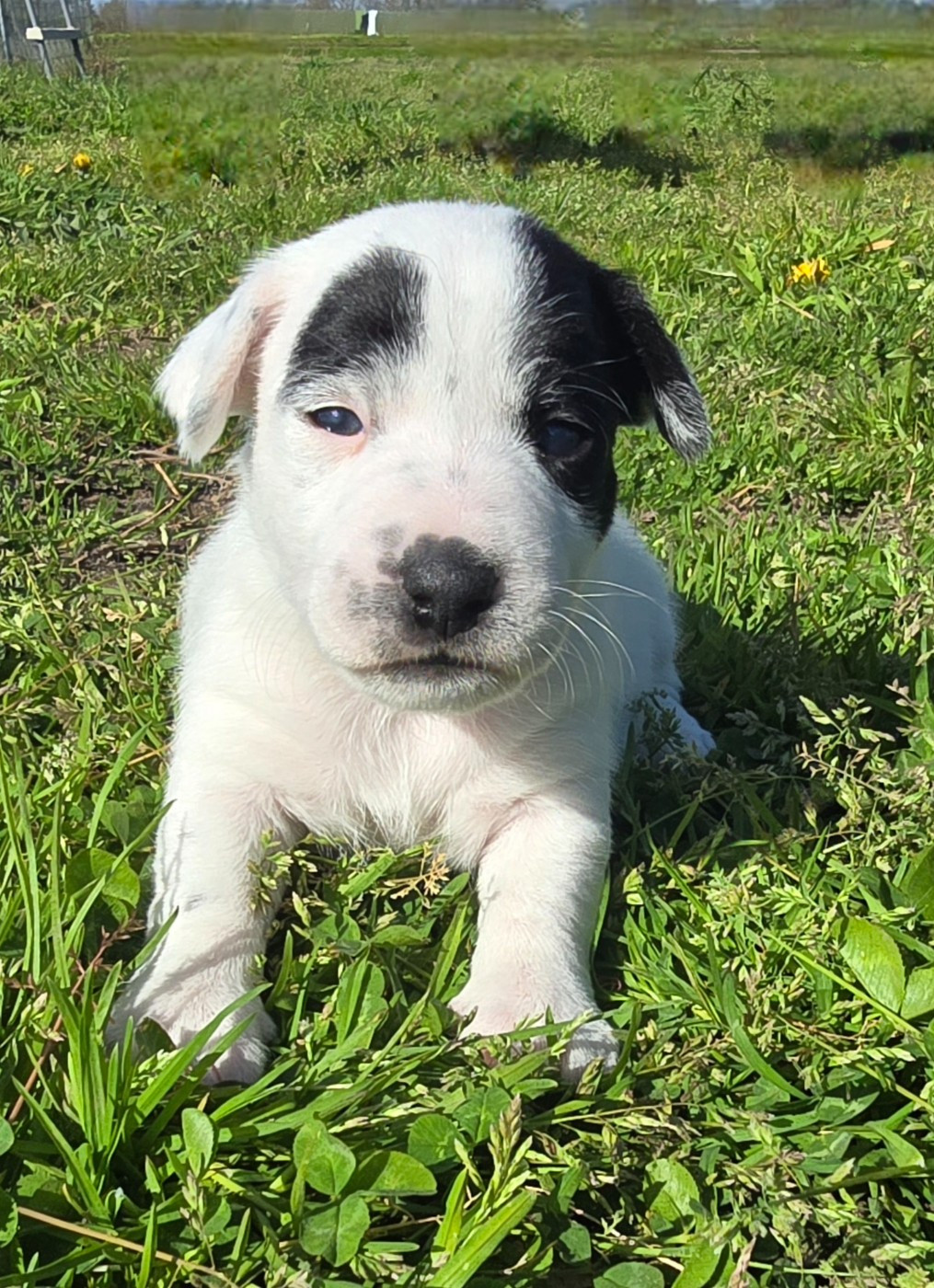 Du Clos Des Loutres - Chiots disponibles - Jack Russell Terrier