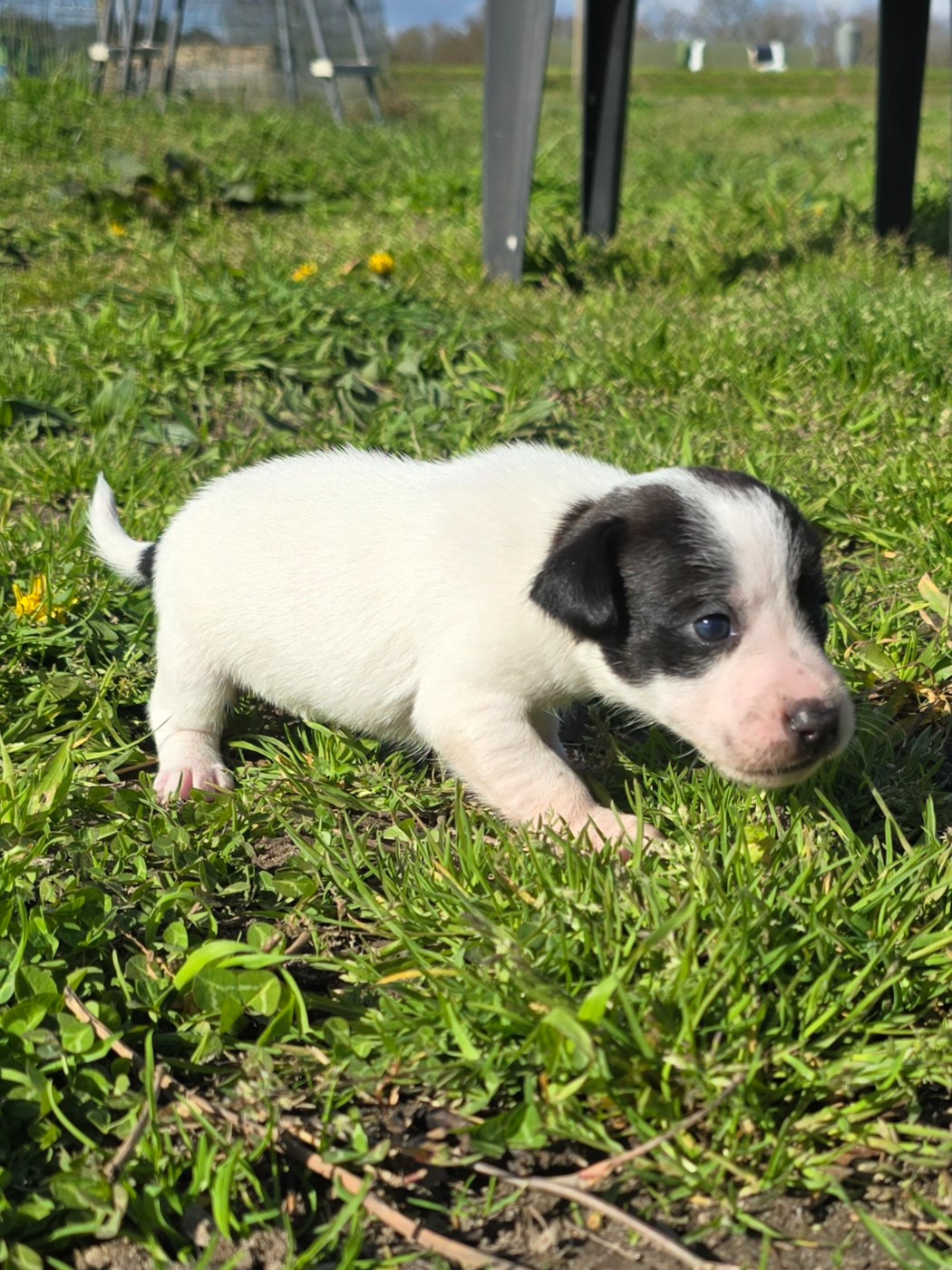 Du Clos Des Loutres - Chiots disponibles - Jack Russell Terrier