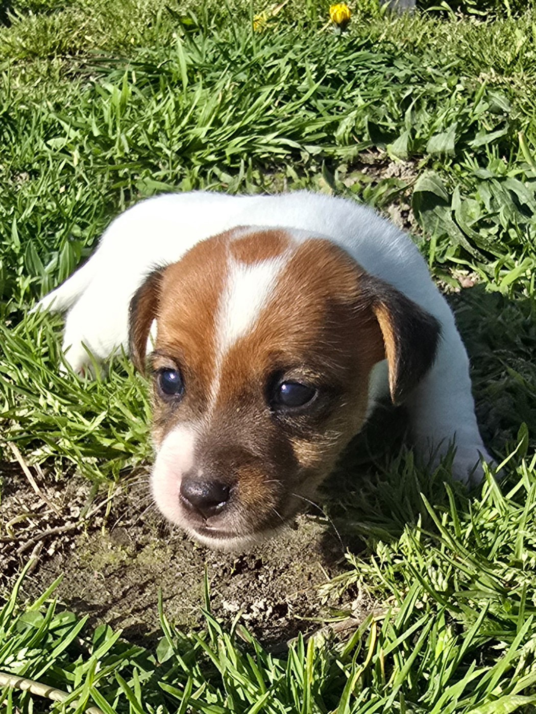 Du Clos Des Loutres - Chiots disponibles - Jack Russell Terrier
