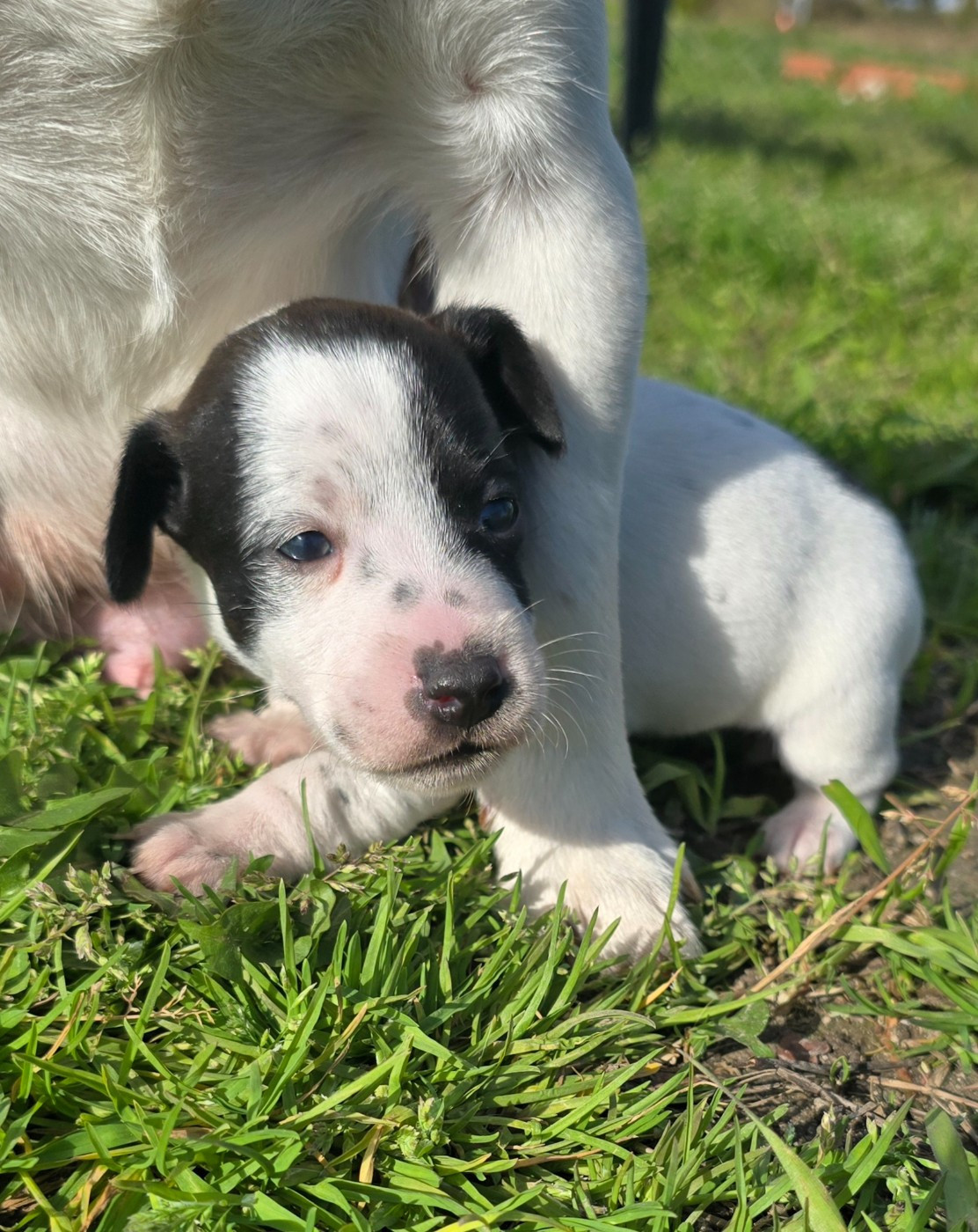 Du Clos Des Loutres - Chiots disponibles - Jack Russell Terrier
