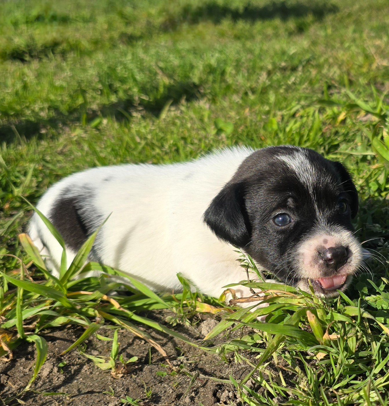 Du Clos Des Loutres - Chiots disponibles - Jack Russell Terrier
