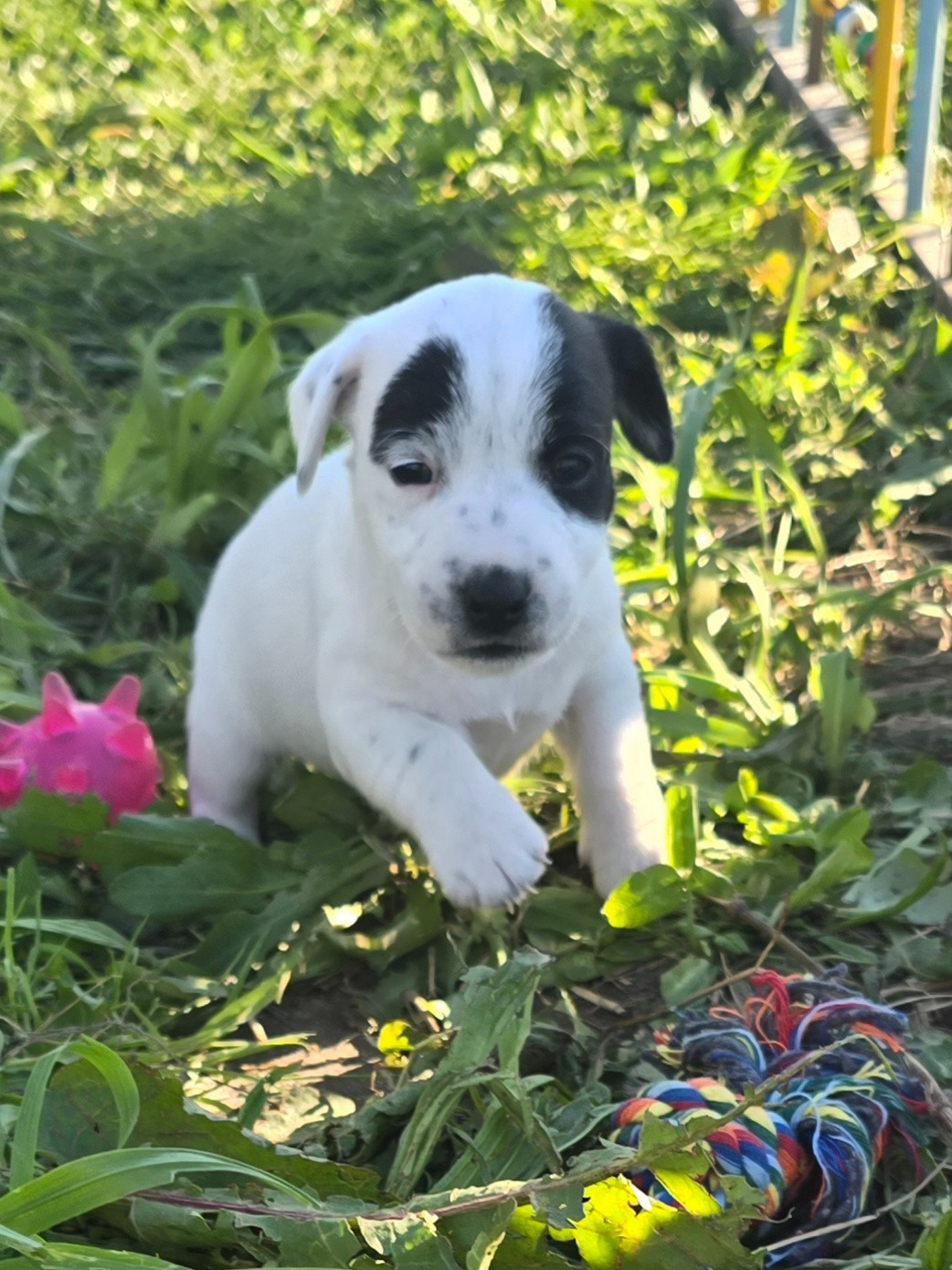 Du Clos Des Loutres - Chiots disponibles - Jack Russell Terrier