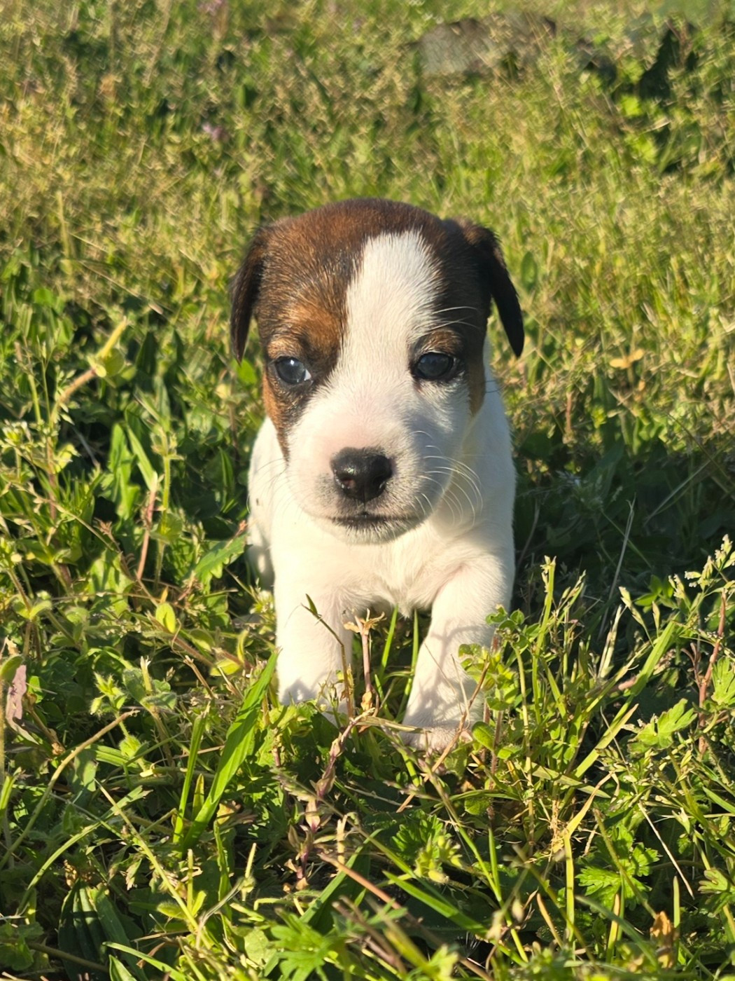 Du Clos Des Loutres - Chiots disponibles - Jack Russell Terrier