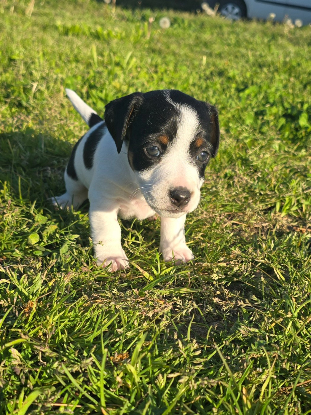 Du Clos Des Loutres - Chiots disponibles - Jack Russell Terrier