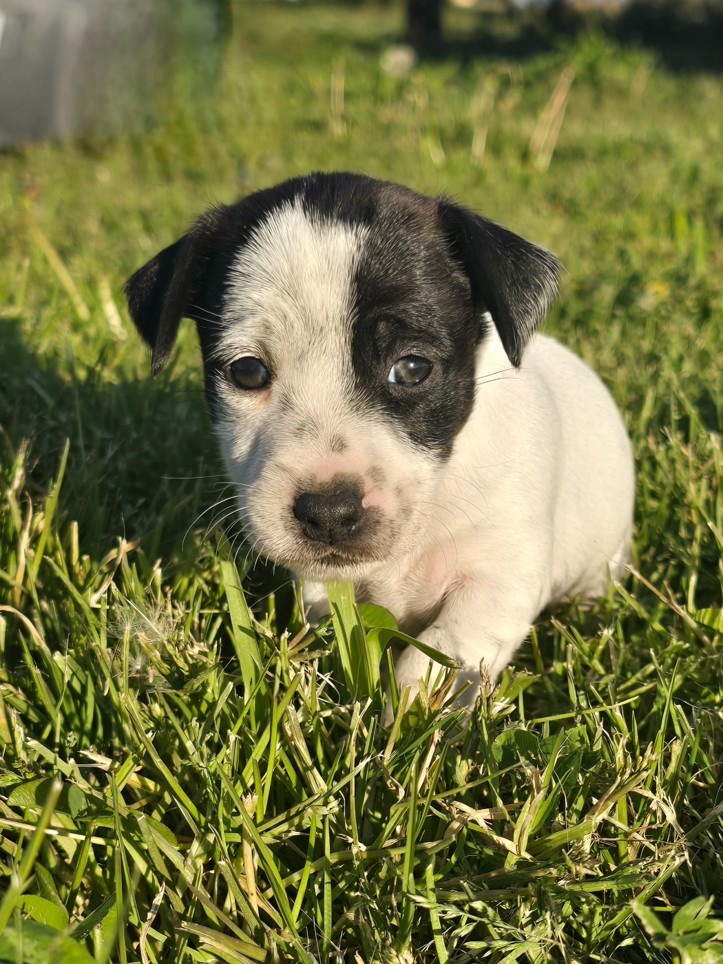 Du Clos Des Loutres - Chiots disponibles - Jack Russell Terrier