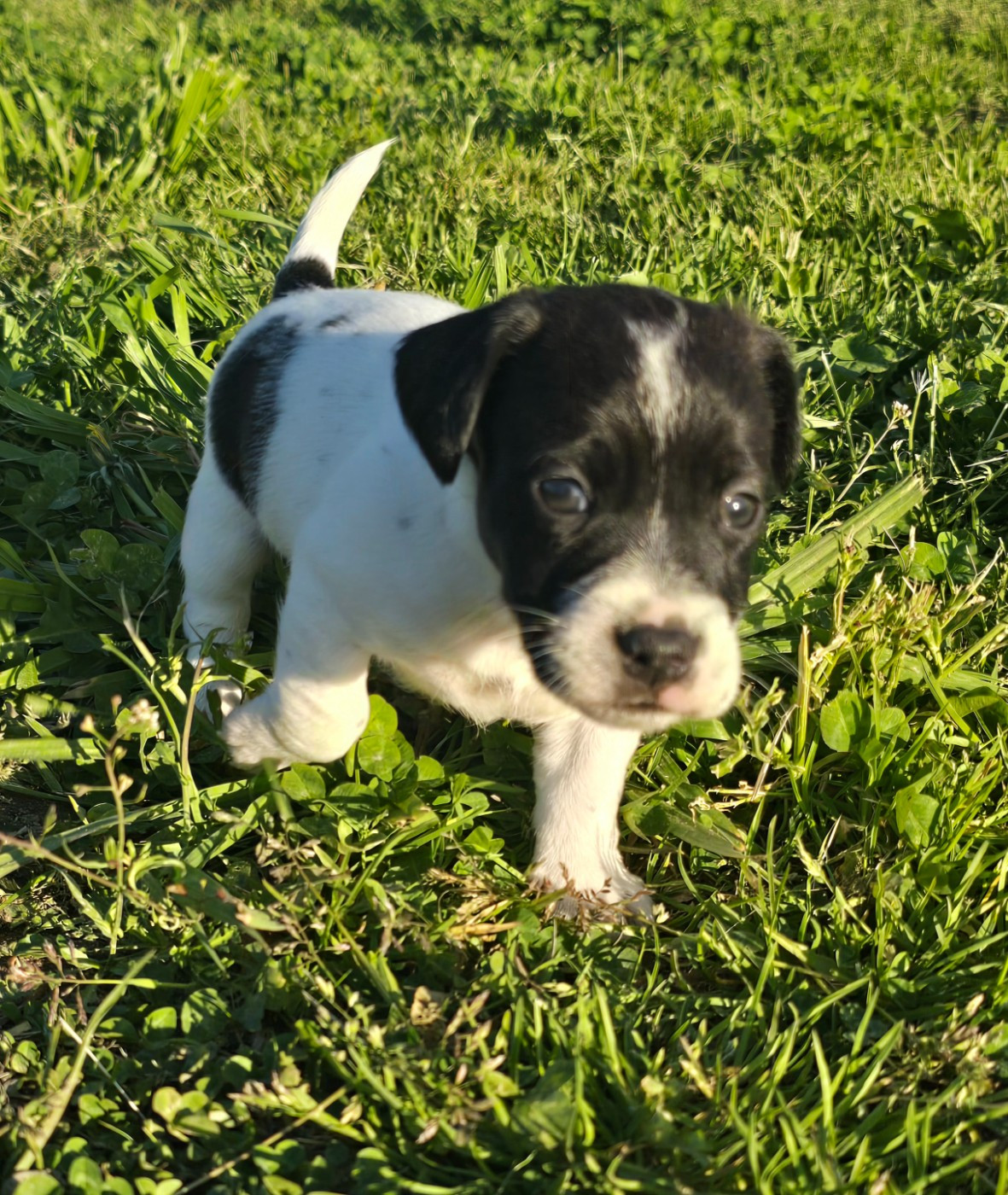 Du Clos Des Loutres - Chiots disponibles - Jack Russell Terrier