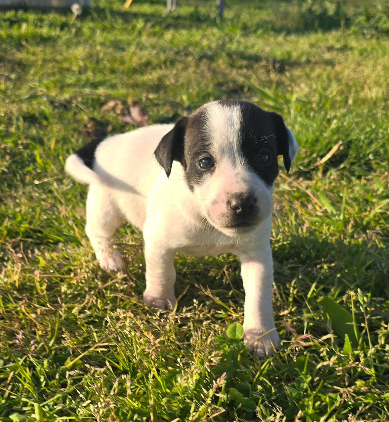 Du Clos Des Loutres - Chiots disponibles - Jack Russell Terrier