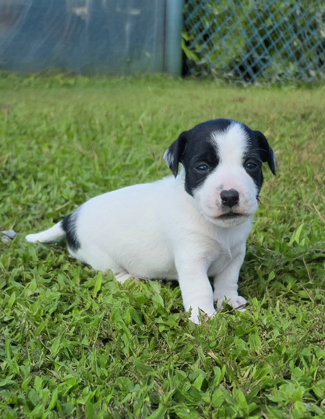 Du Clos Des Loutres - Chiots disponibles - Jack Russell Terrier