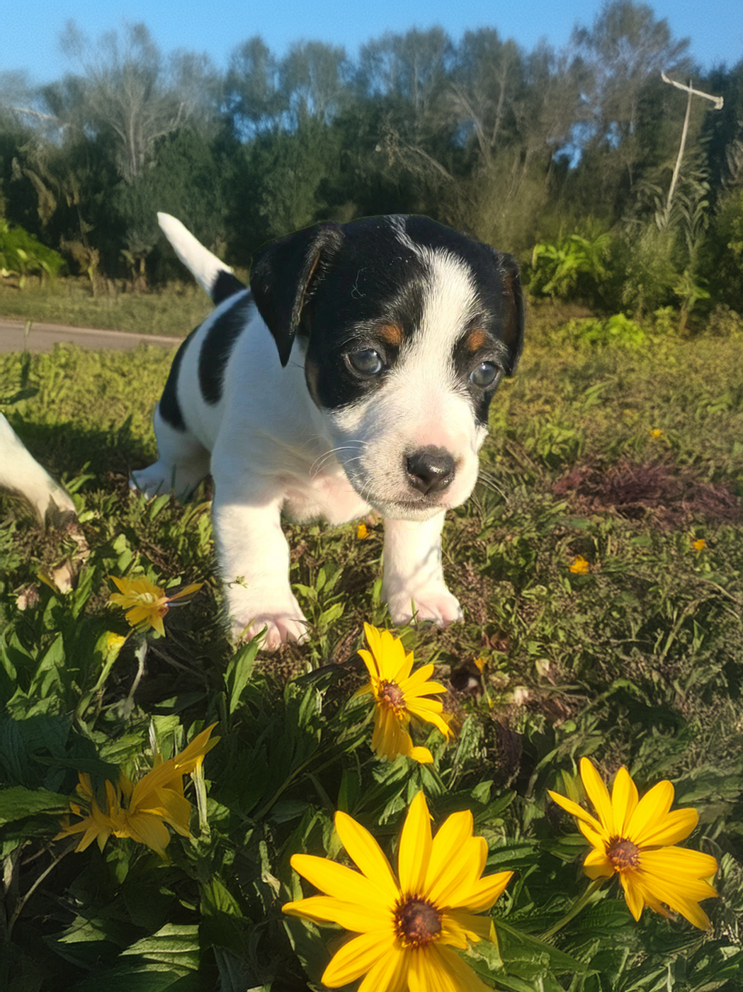 Du Clos Des Loutres - Chiots disponibles - Jack Russell Terrier