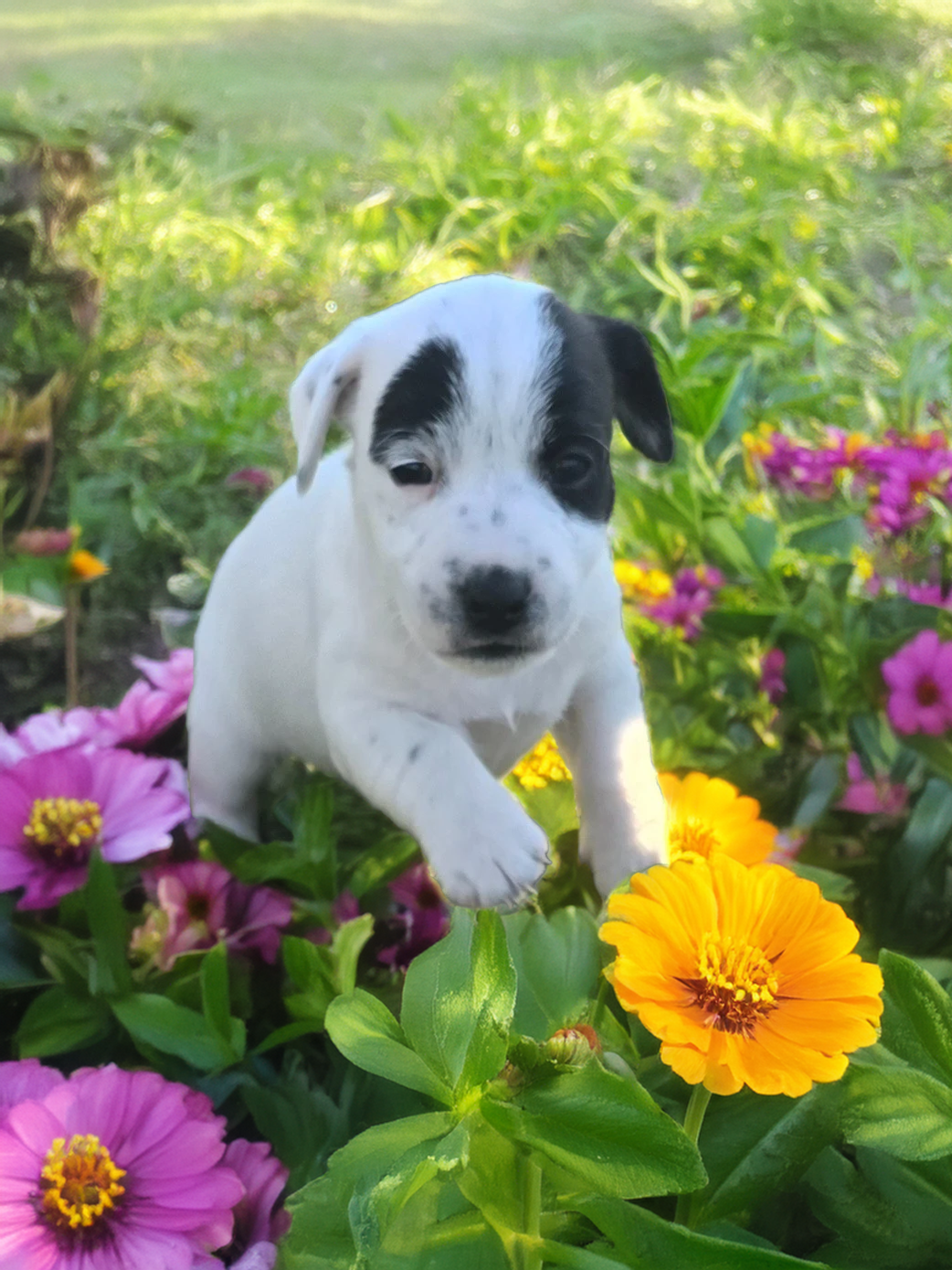 Du Clos Des Loutres - Chiots disponibles - Jack Russell Terrier