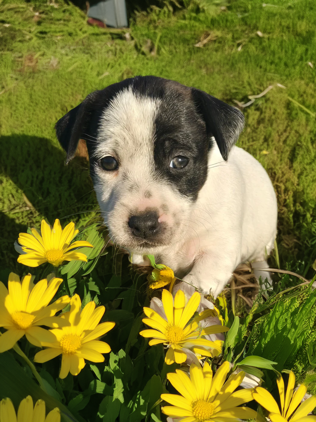 Du Clos Des Loutres - Chiots disponibles - Jack Russell Terrier