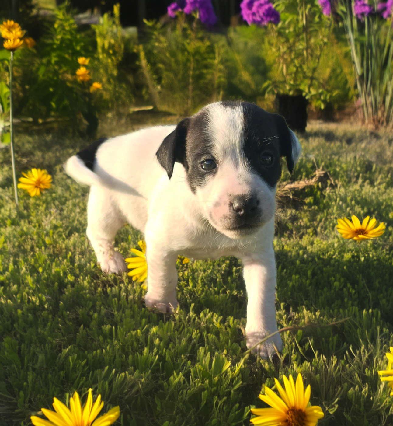 Du Clos Des Loutres - Chiots disponibles - Jack Russell Terrier