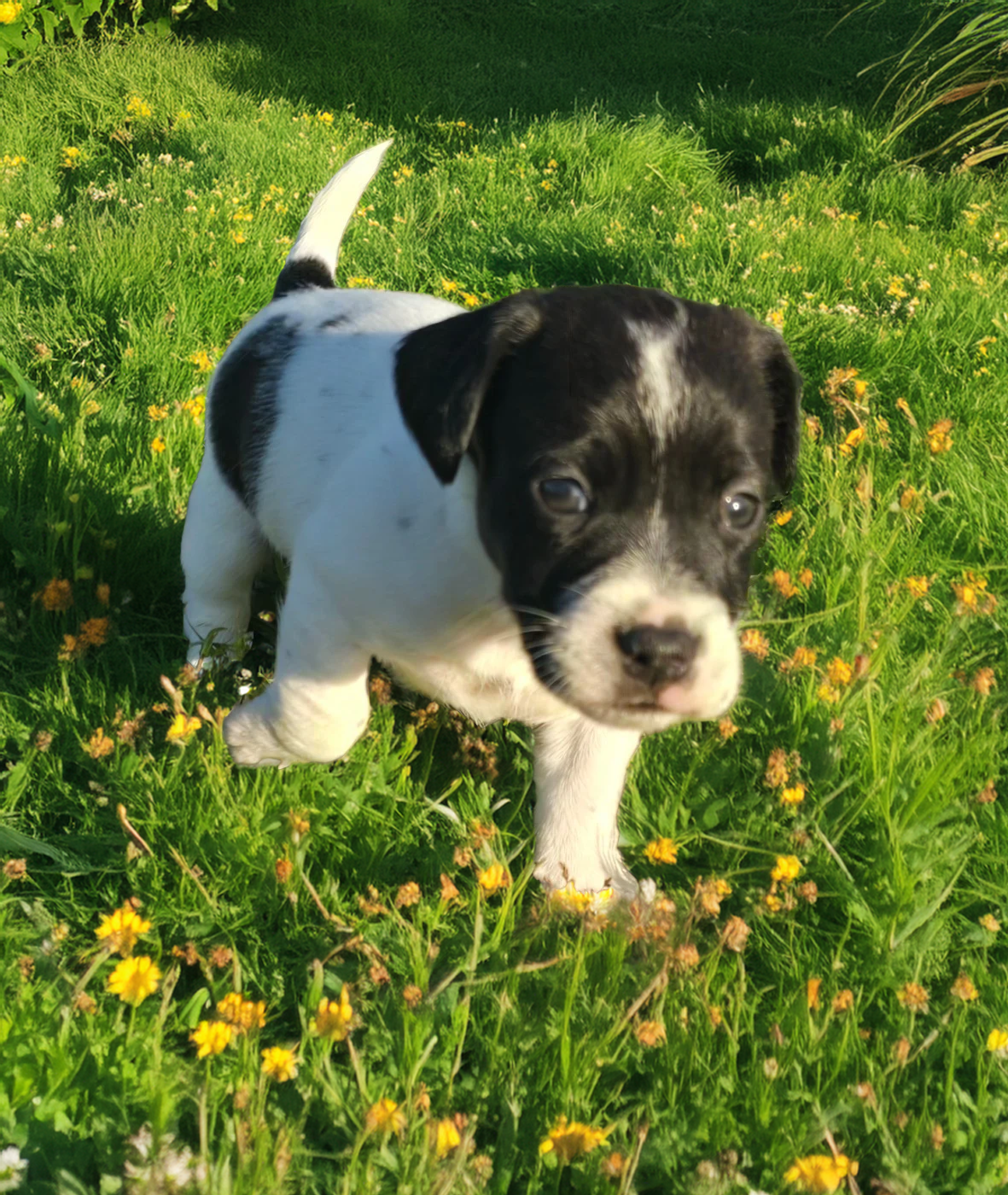 Du Clos Des Loutres - Chiots disponibles - Jack Russell Terrier