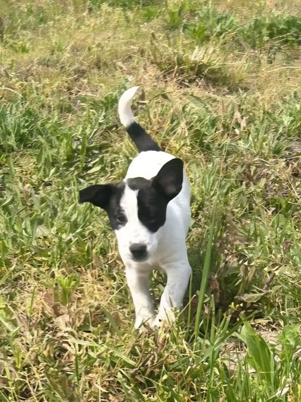 Du Clos Des Loutres - Chiots disponibles - Jack Russell Terrier