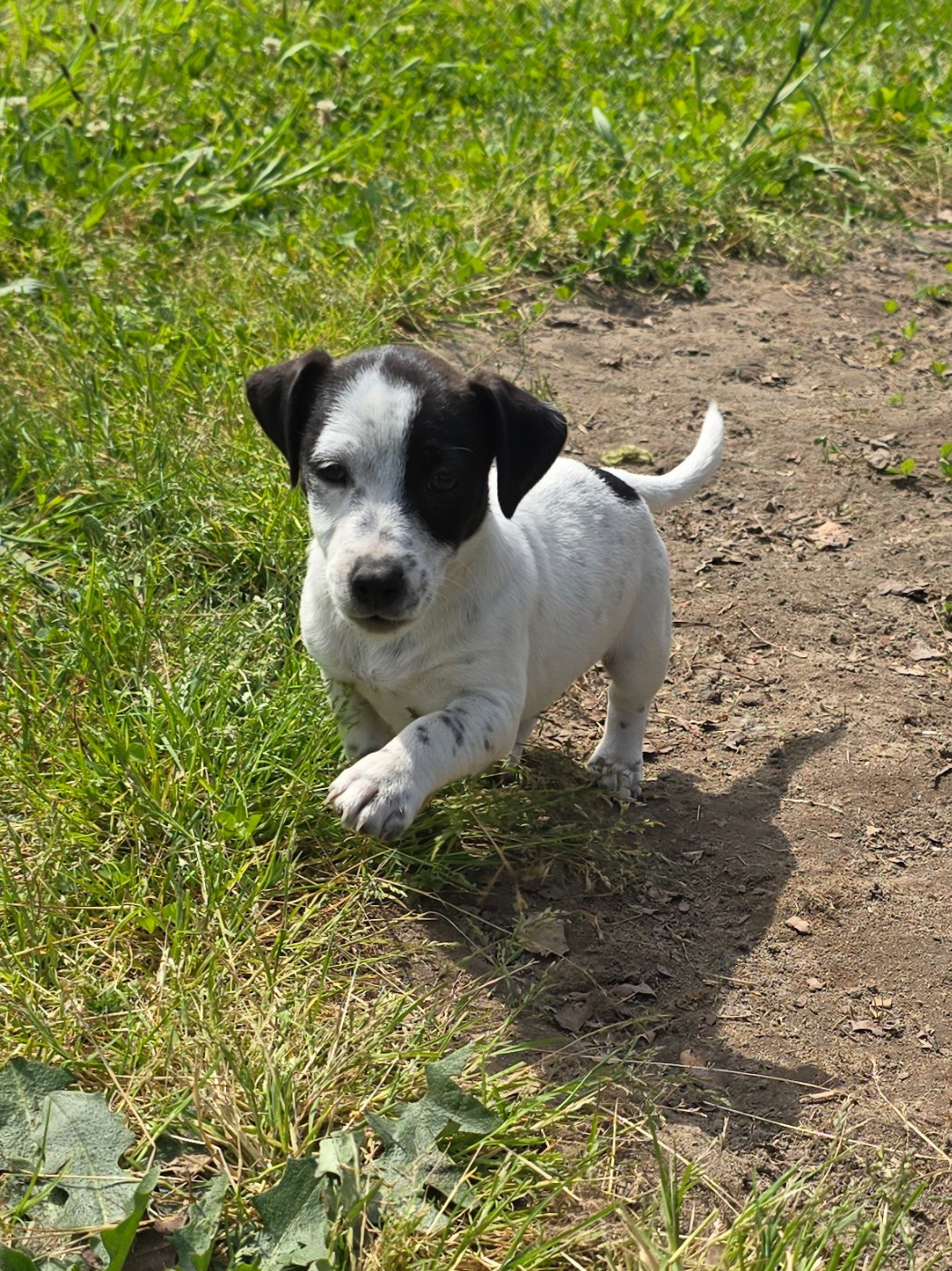 Du Clos Des Loutres - Chiots disponibles - Jack Russell Terrier