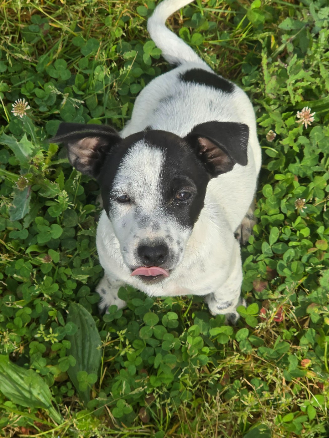 Du Clos Des Loutres - Chiots disponibles - Jack Russell Terrier