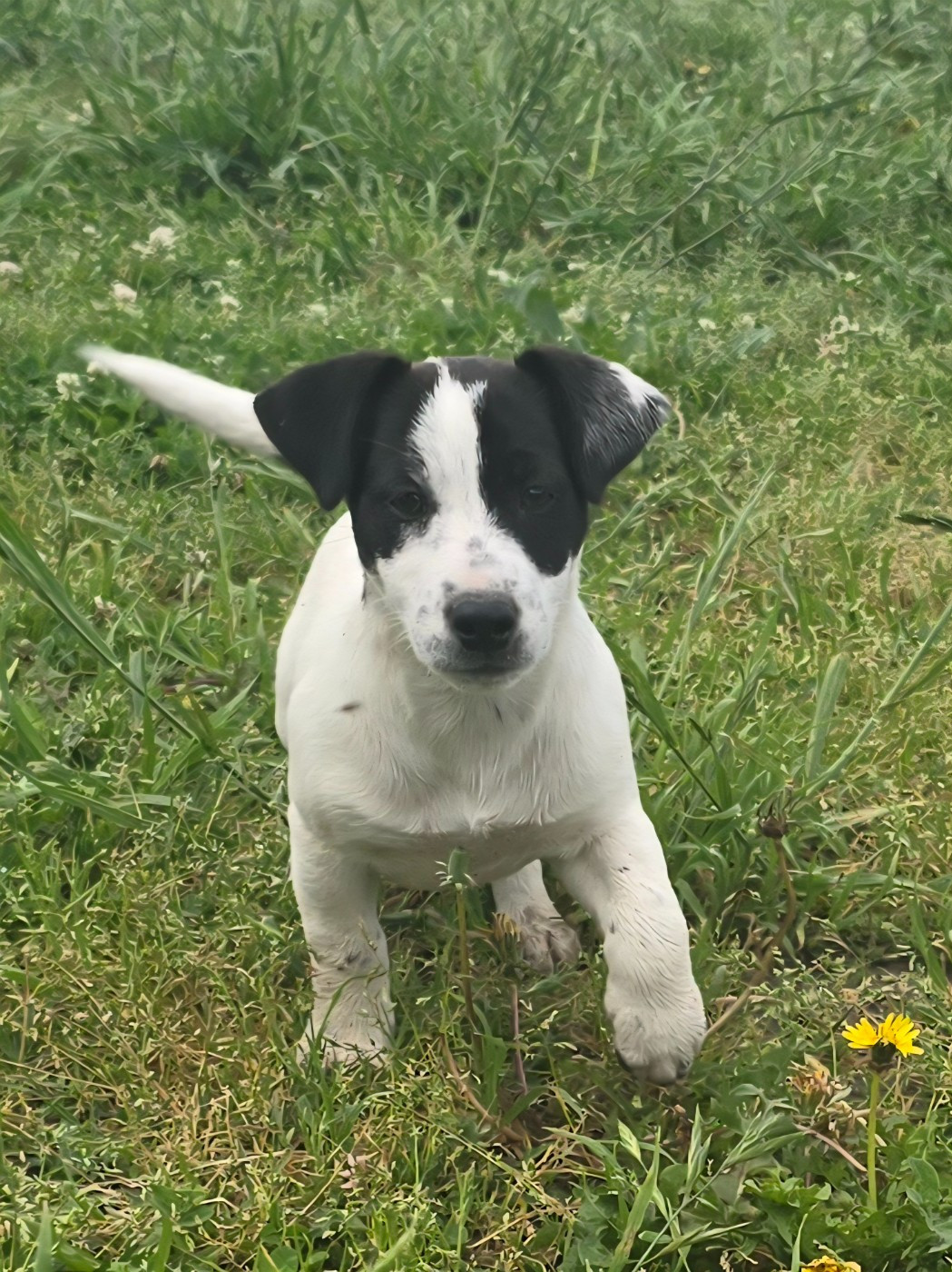 Du Clos Des Loutres - Chiots disponibles - Jack Russell Terrier