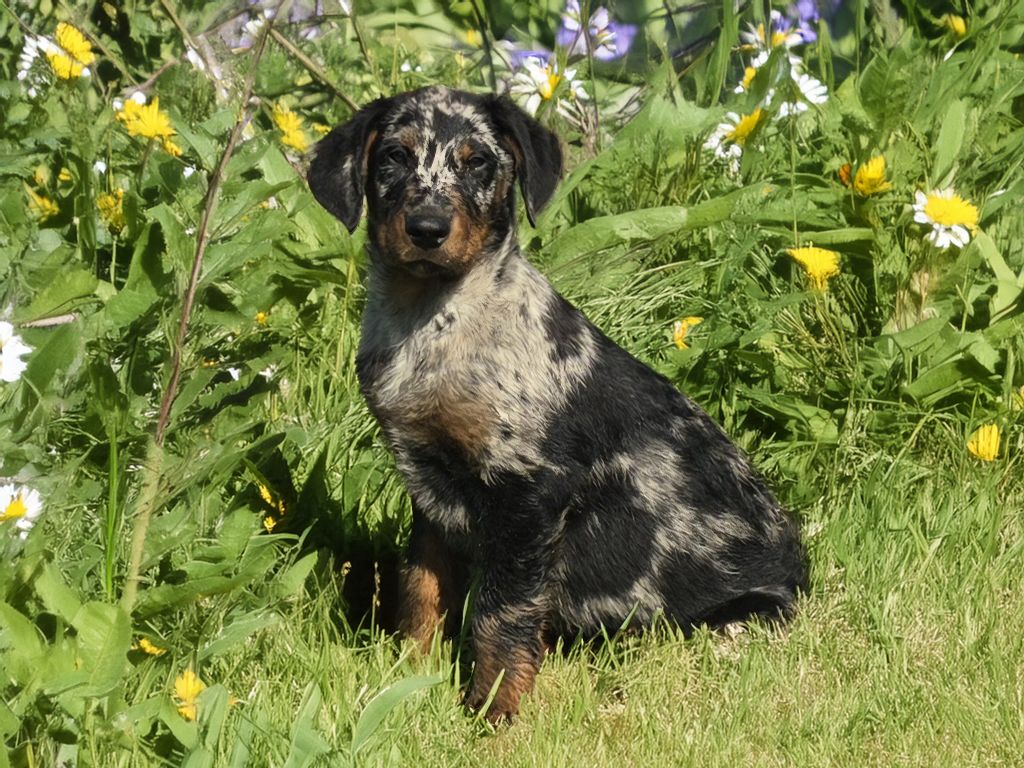 Du Clos Des Loutres - Chiots disponibles - Berger de Beauce