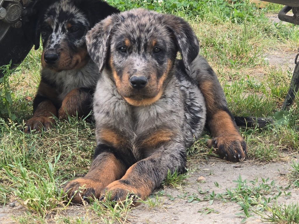 Du Clos Des Loutres - Chiots disponibles - Berger de Beauce