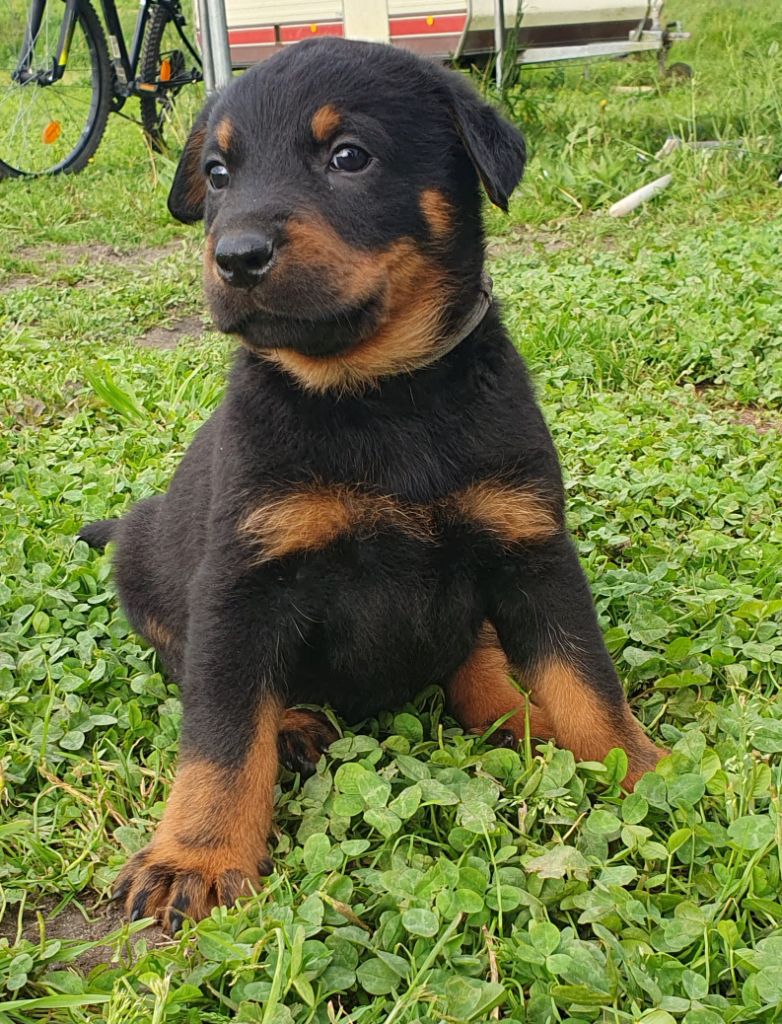 Du Clos Des Loutres - Chiots disponibles - Berger de Beauce