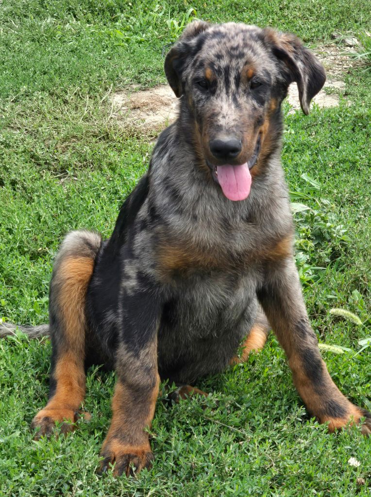 Du Clos Des Loutres - Chiots disponibles - Berger de Beauce