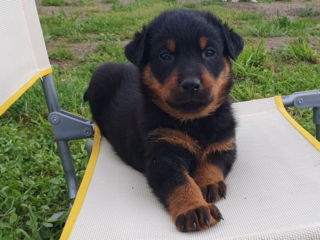 Du Clos Des Loutres - Chiots disponibles - Berger de Beauce
