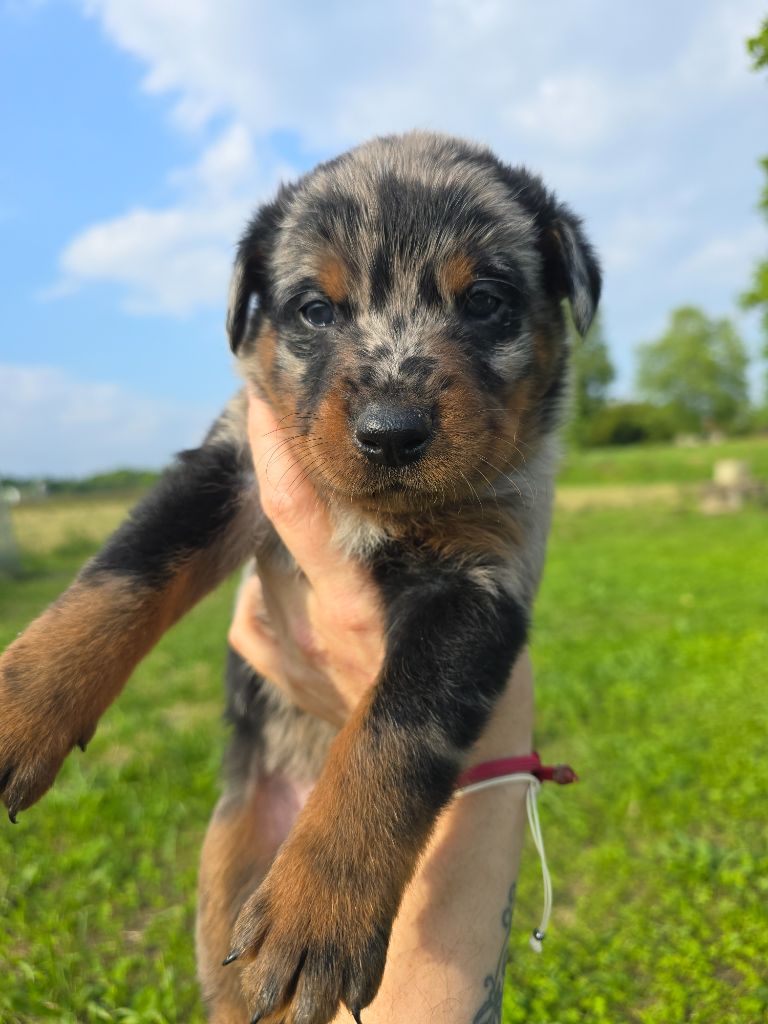 Du Clos Des Loutres - Chiots disponibles - Berger de Beauce