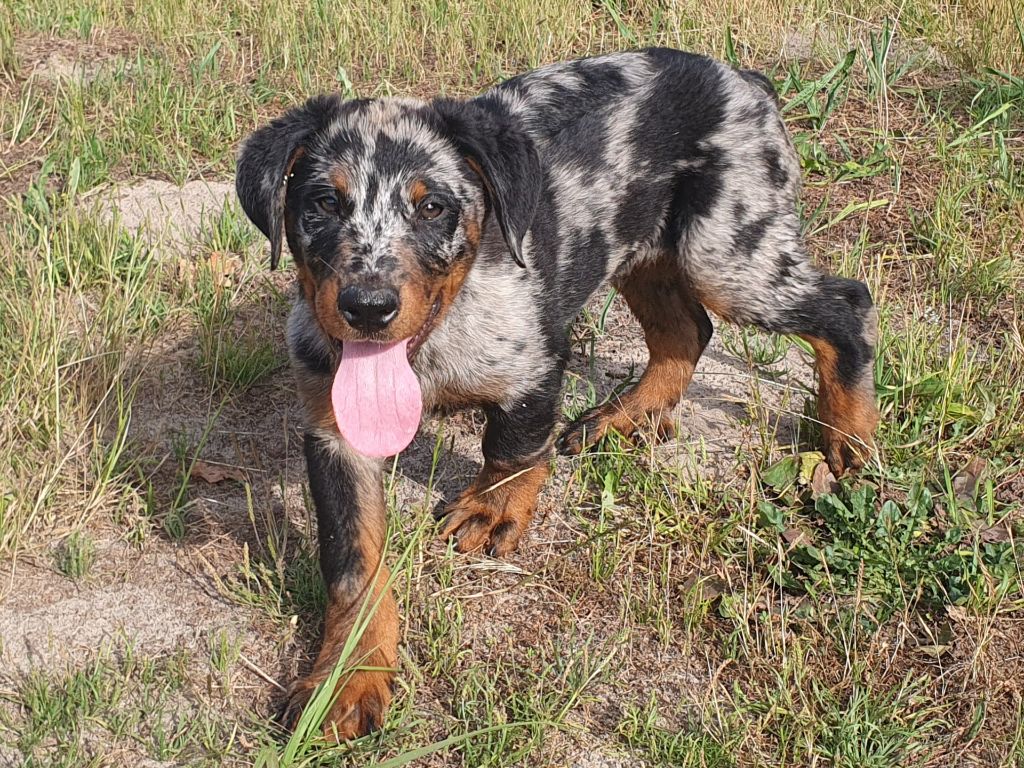 Du Clos Des Loutres - Chiots disponibles - Berger de Beauce