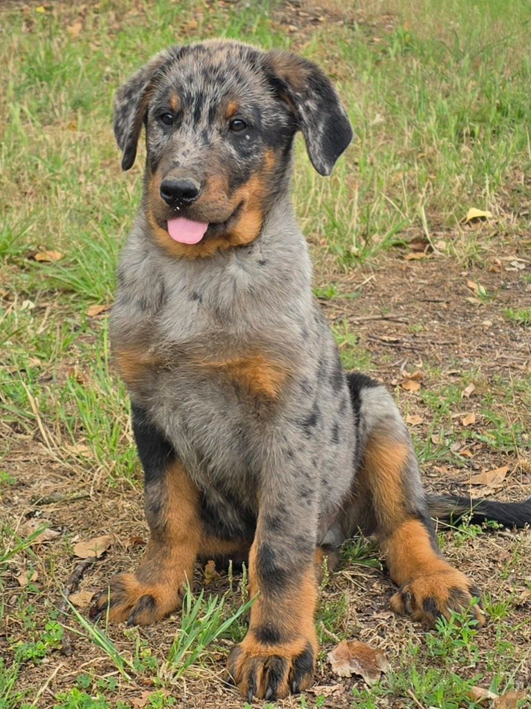 Du Clos Des Loutres - Chiots disponibles - Berger de Beauce